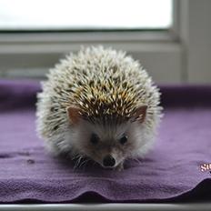 Pindsvin Felix
