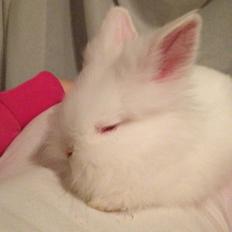 Kanin Prinsesse Coke