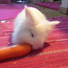 Kanin Prinsesse Coke