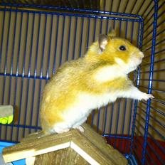 Hamster Sofie