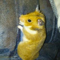Hamster Sofie