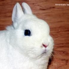 Kanin Ahrenkiels Snowball