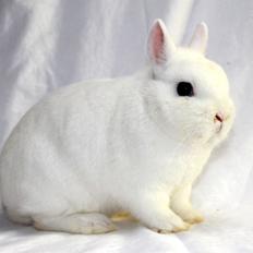 Kanin Ahrenkiels Snowball