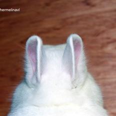Kanin Ahrenkiels Snowball