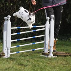 Kanin Jokers Malibue