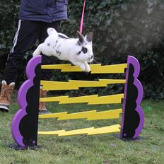 Kanin Jokers Malibue