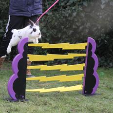 Kanin Jokers Malibue