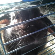 Kanin Lillelunds Chicago (Chico)