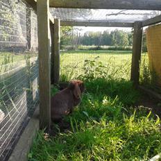 Kanin Lillelunds Chicago (Chico)