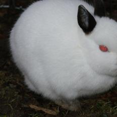 Kanin Hermelin Donna