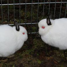Kanin Hermelin Rulle Kugle Ulla (Yasmin)
