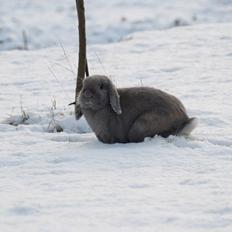 Kanin Rosas Costa Del Sol *R.I.P*