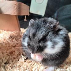 Dværghamster C Kuld - Cesare (Silver Black)