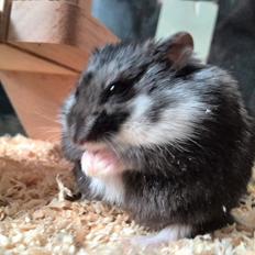 Dværghamster C Kuld - Cesare (Silver Black)