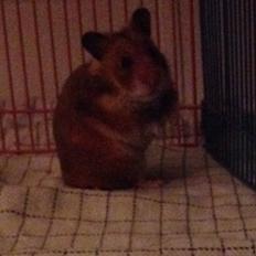 Hamster Karla