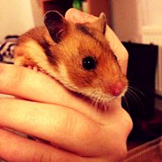 Hamster Karla