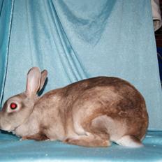 Kanin Sleepy Sweetheart