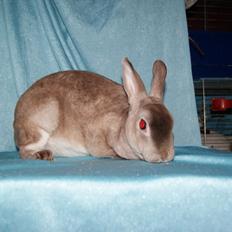 Kanin Sleepy Sweetheart