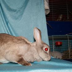 Kanin Sleepy Sweetheart