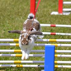 Kanin Kastaniegårds Kanina