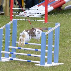 Kanin Kastaniegårds Kanina