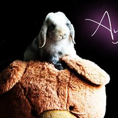 Kanin Vindeholme's Aya