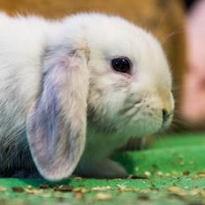 Kanin Vindeholme's Aya