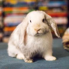 Kanin Vindeholme's Aya