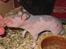 Hamster Pelle