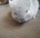 Chinchilla Sofus