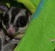 Sugar glider Oliver