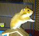 Hamster Sofie