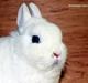 Kanin Ahrenkiels Snowball