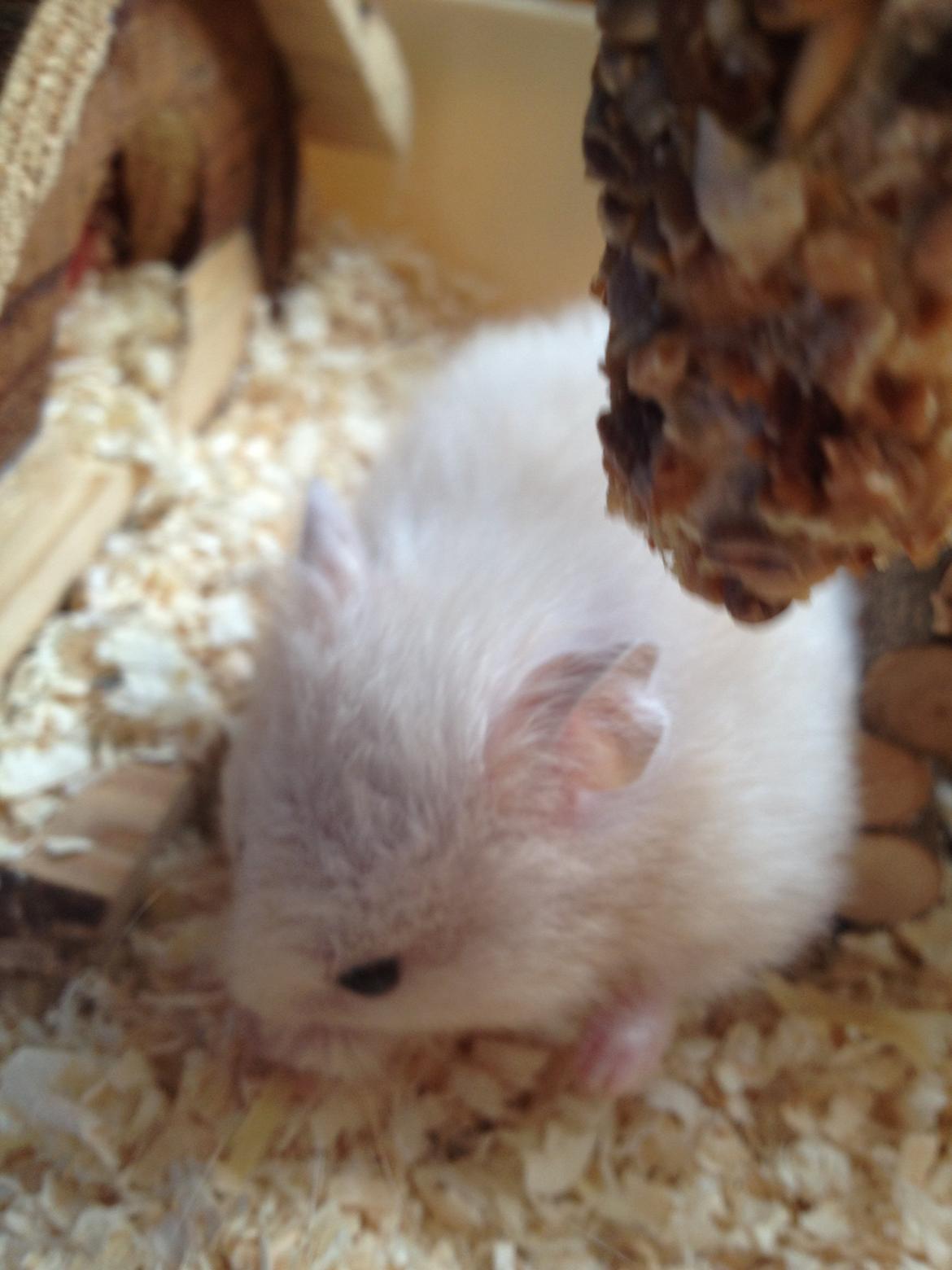 Hamster Bijou billede 13