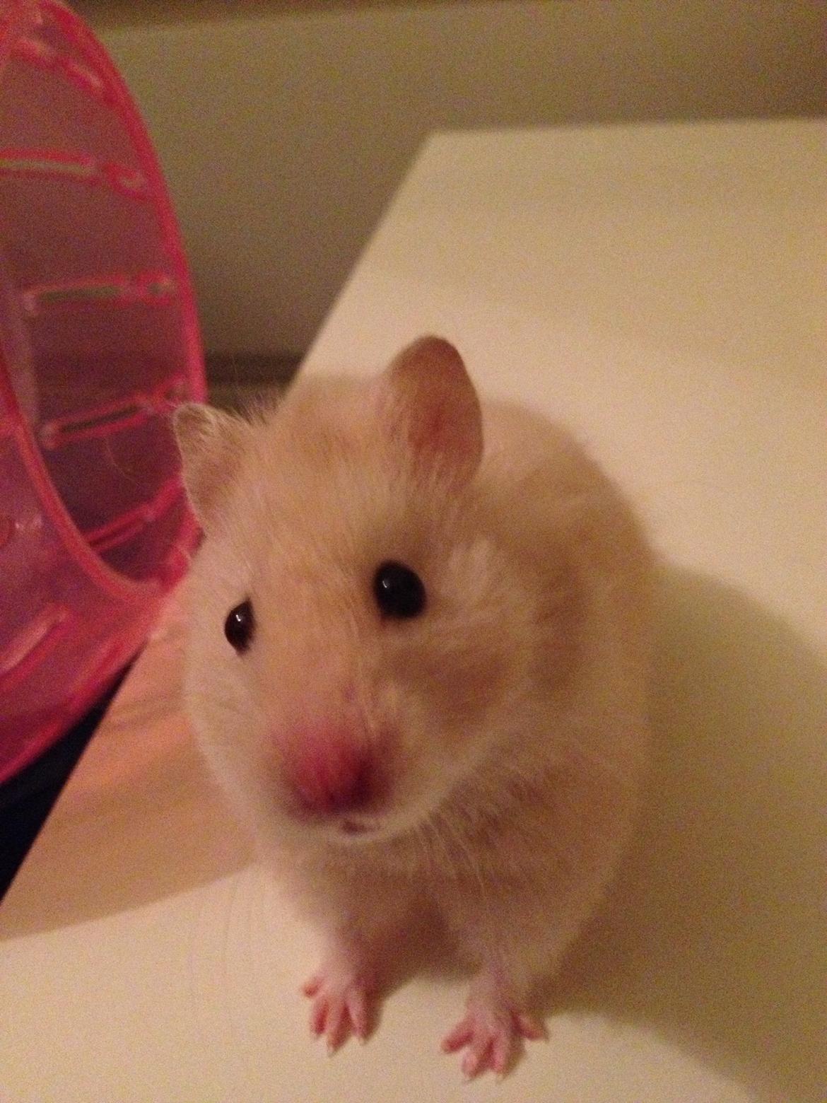 Hamster Bijou billede 14