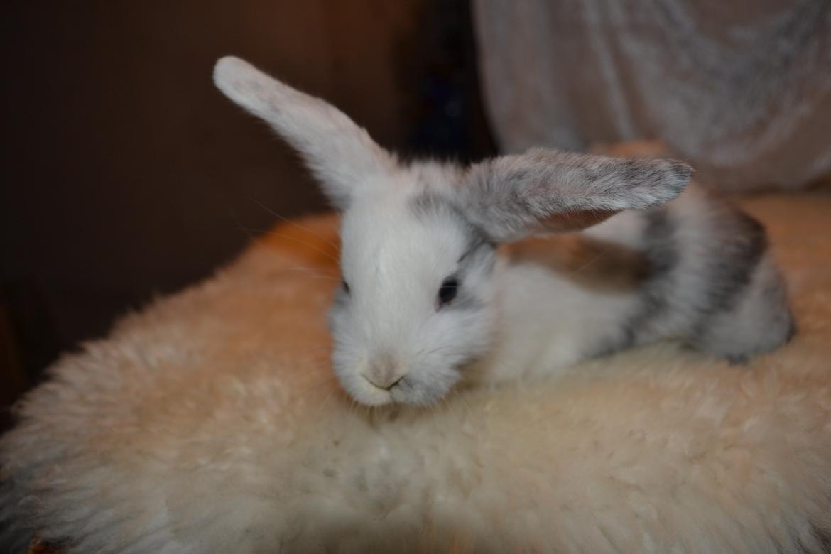 Kanin Vindeholme's Aya - Aya ved avler (6 uger gammel) billede 5