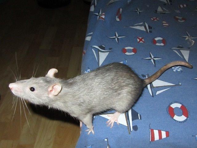 Tamrotte Kung Fu (Lucy) RIP billede 1