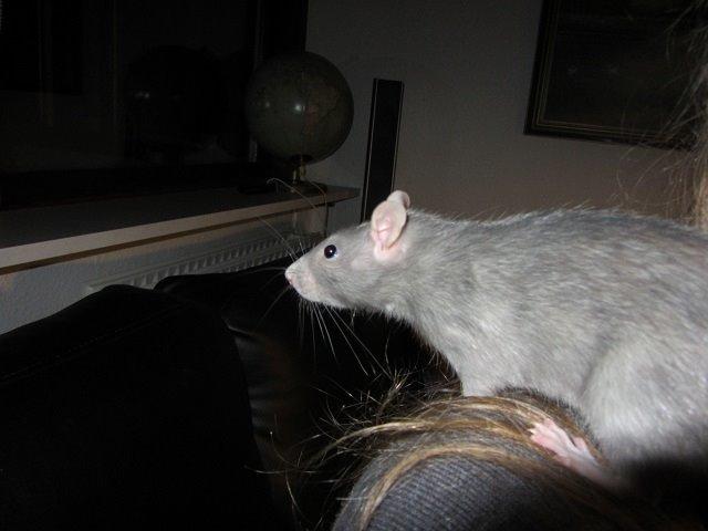 Tamrotte Kung Fu (Lucy) RIP billede 2