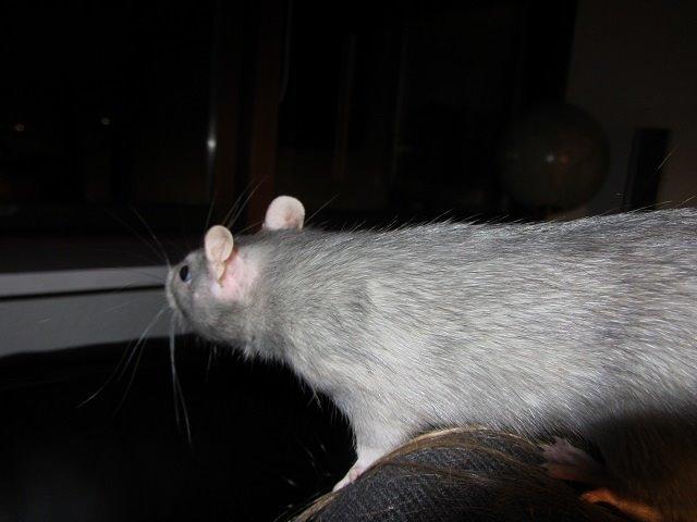 Tamrotte Kung Fu (Lucy) RIP billede 3