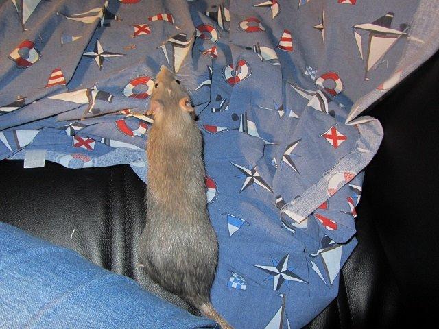 Tamrotte Kung Fu (Lucy) RIP billede 4