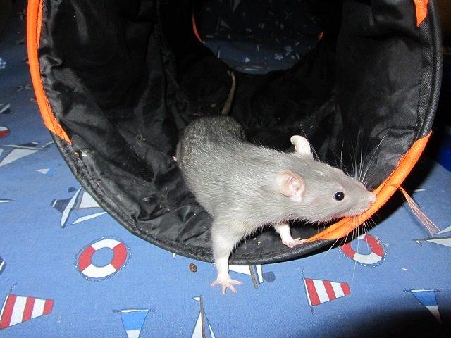 Tamrotte Kung Fu (Lucy) RIP billede 5