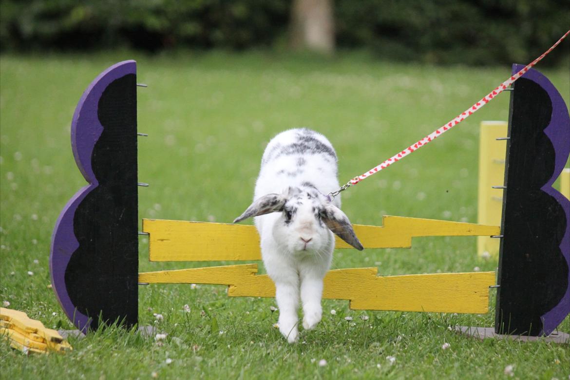 Kanin Mimmer  † DØD 13.05.15 † billede 5