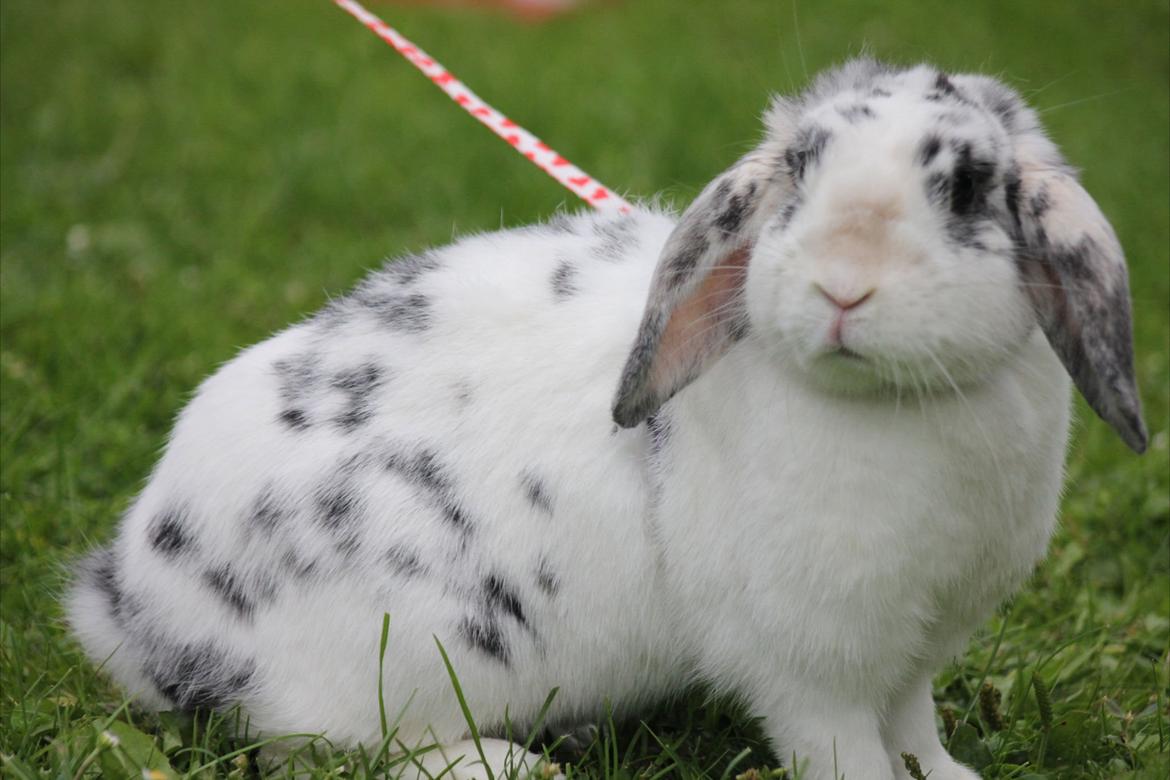 Kanin Mimmer  † DØD 13.05.15 † billede 6