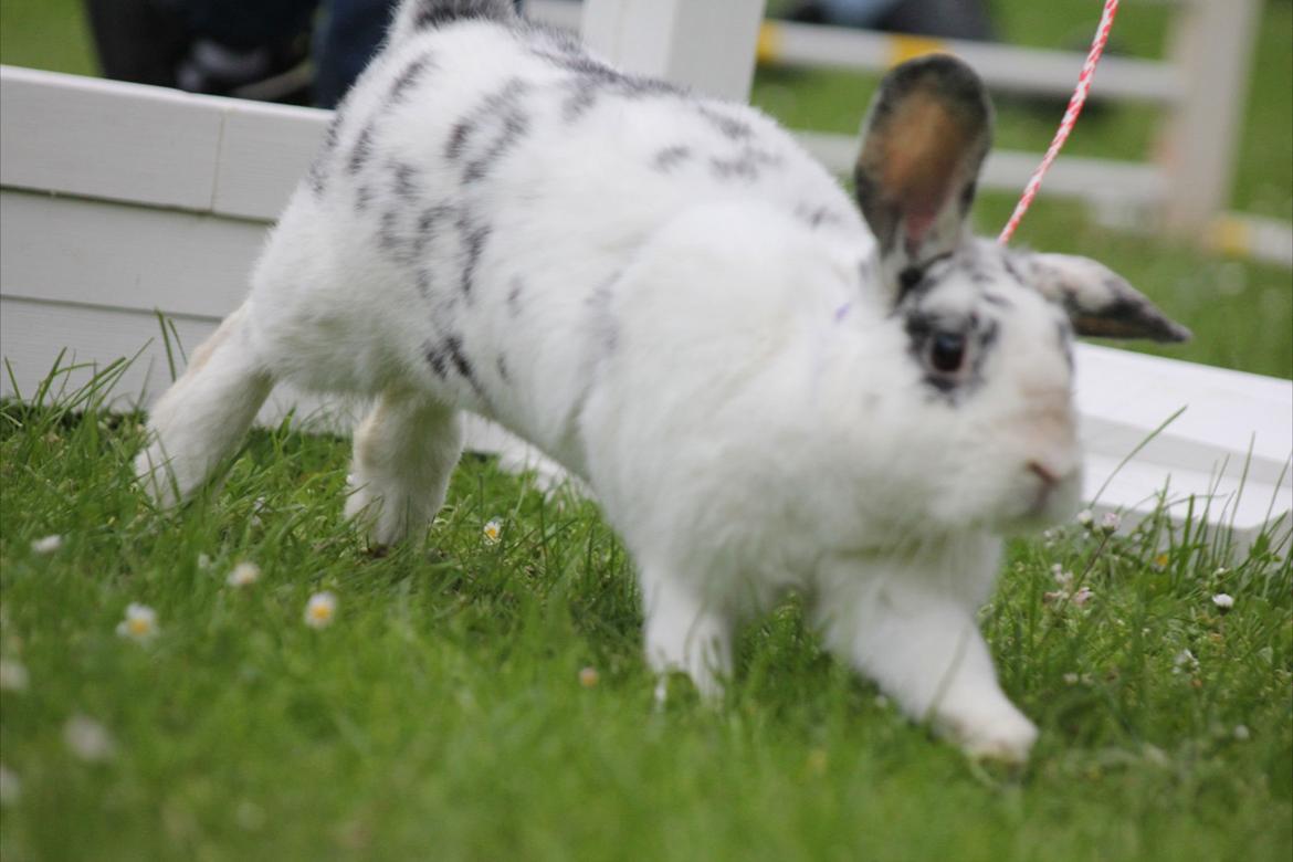Kanin Mimmer  † DØD 13.05.15 † billede 1