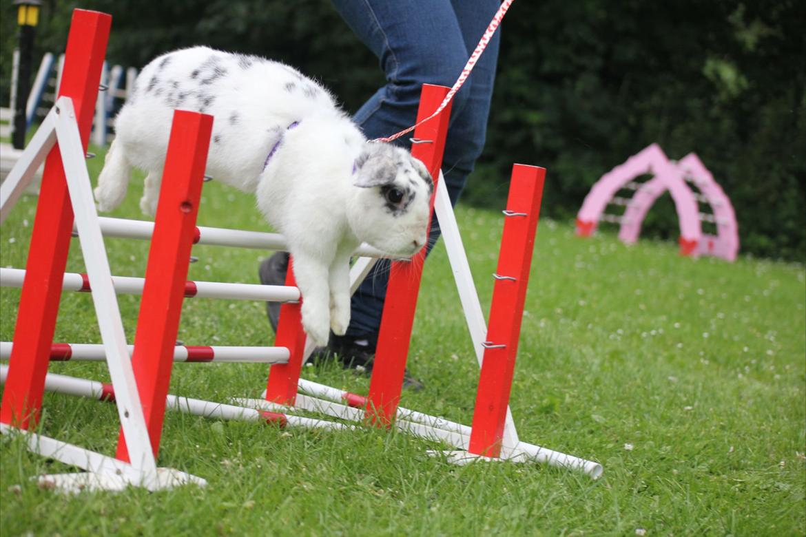 Kanin Mimmer  † DØD 13.05.15 † billede 7