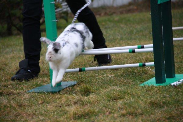 Kanin Mimmer  † DØD 13.05.15 † billede 8