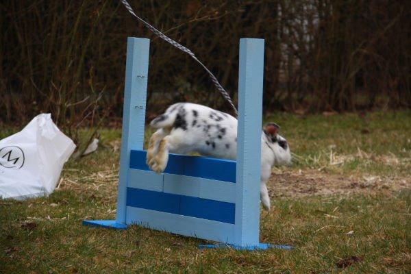 Kanin Mimmer  † DØD 13.05.15 † billede 9