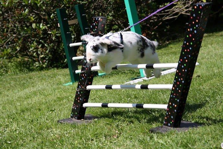 Kanin Mimmer  † DØD 13.05.15 † billede 10