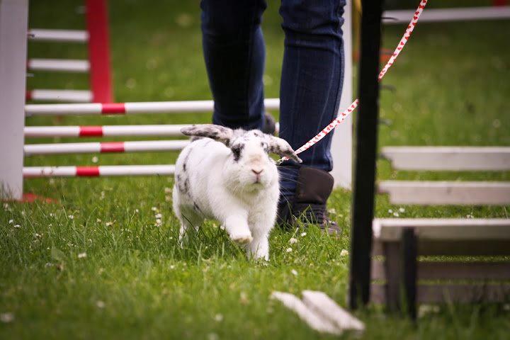 Kanin Mimmer  † DØD 13.05.15 † billede 11