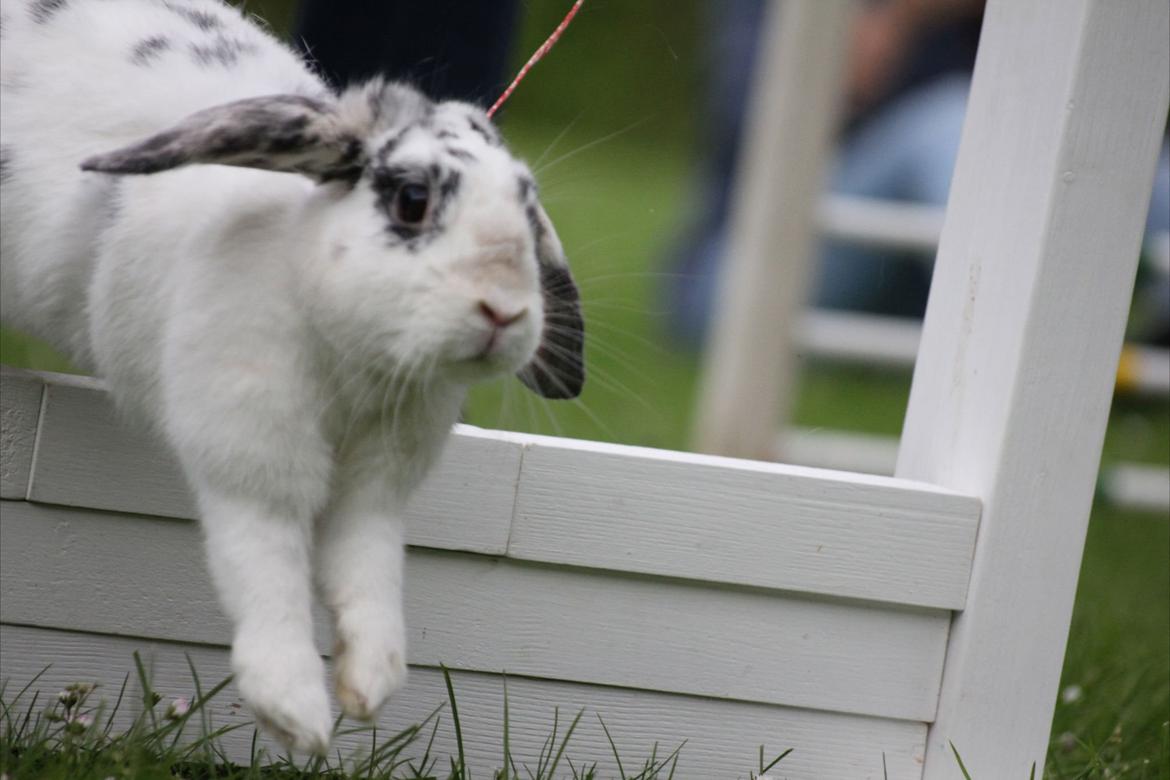 Kanin Mimmer  † DØD 13.05.15 † billede 2